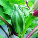 Okra Yeleen